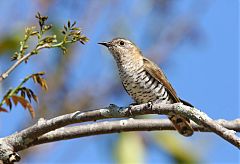 Little Bronze-Cuckoo